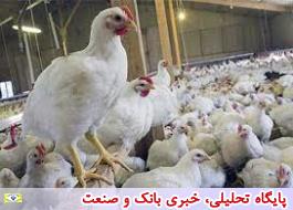 ظرفیت تولید مرغ در کشور 3 میلیون تن است